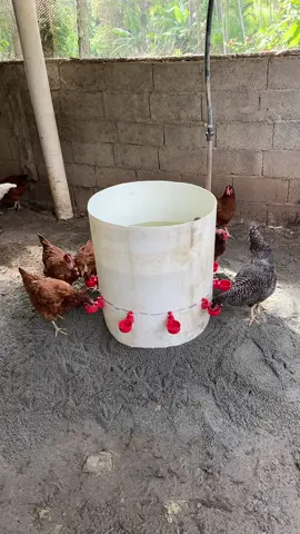 #Bebedouro automático para galinhas