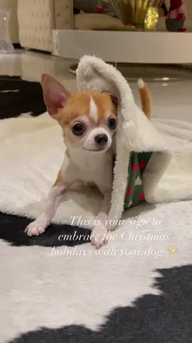 #chihuahuashavemorefun #chihuahuatrick #chihuahualifestyle🥰 #chihuahuahavingfun #chihuahuafanclub♥️ #chihuahualoversunited #chihuahuatraining #chiwawalover 