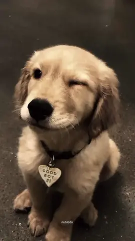 #melhoramigo #cachorro #reflexão #frases #sentimentos 