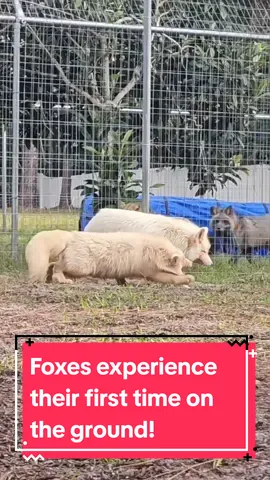 #foxes #saveafox 