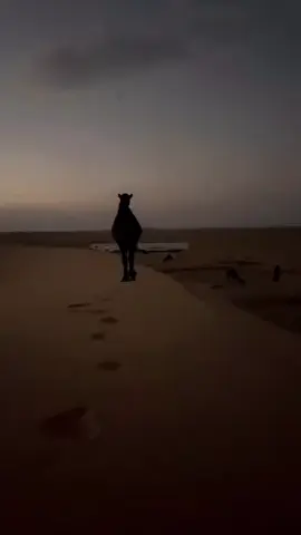 #سبيع_الغلبا #البل #نجد #السعودية #الا #رنية #لايك #اكسبلور #لايكات #الشعب_الصيني_ماله_حل😂😂 