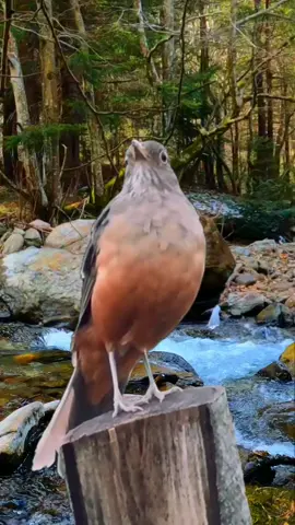 #CapCut el zorzal con su gran canto en el arroyo #zorzal #birds #aves #naturaleza #arroyos 