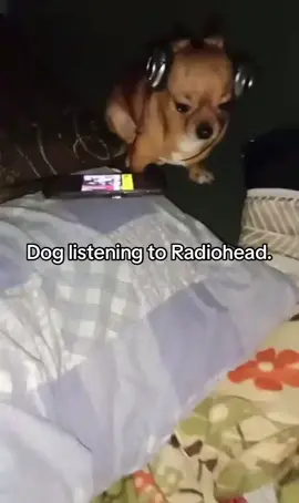This is what i mean when i say have that dawg in me #fyp #doggy #dog #radiohead 