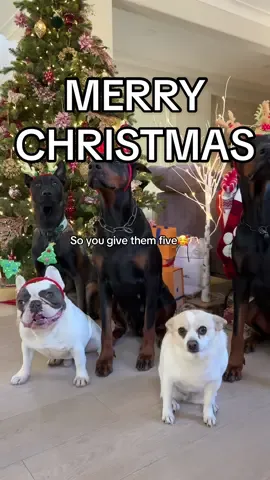 Merry Christmas from my pack to yours🥰🎄♥️ #doberman #belgianmalinois #frenchbulldog #dogsoftiktok 