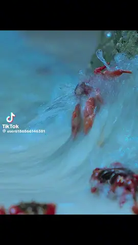#crabs #documentary #animals #sea #crabs #tiktok #fyp #parati 