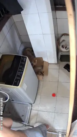 I hope the cat that got hit in the head with the stick is okay.🥺 #cat #cats #cutecat #catlover #catsoftiktok #fyp #foryou #foryoupage #funny #fypシ #funnycat #funnyvideos #funnytiktok #funnyanimals #kitty 