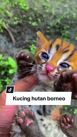 Kucing hutan kalimantan  #kucinghutankalimantan #HutanKalimantan #Ekowisata #AlamLiar #Pelestarian #KonservasiHewan #SatwaLangka #AyoLindungi #KehidupanLiar #KeanekaragamanHayati #PencintaAlam #Eksplorasi #EkspedisiHutan #AlamIndonesia #KucingHutan #HutanTropis #KehidupanSatwa #KucingLiar #PulauKalimantan #Biodiversitas #PenghuniHutan #KucingHutan  #WildCat  #JungleCat #CatLovers #NatureBeauty  #WildlifePhotography  #ExploreTheWild #AdorableAnimals #hewan #hewanlucu #binatang #hewan #binatang #hewanpeliharaan #hewanlucu #kucing #animal #indonesia #pet #hewanunik #fauna #pecintahewan #animals #kucinglucu #burung #satwa #petshop #pets #anjing #ayamhias #peliharaan #binatanglucu #hobi #unggas #reptil #duniahewan #ayamcemani #cat #duniabinatang #ayammutiara #viral #hewan #viral #kumpulanvideohewan #videohewan #jenishewan #hewandidunia #macammacamhewan  #NatureVibes #Wilderness 