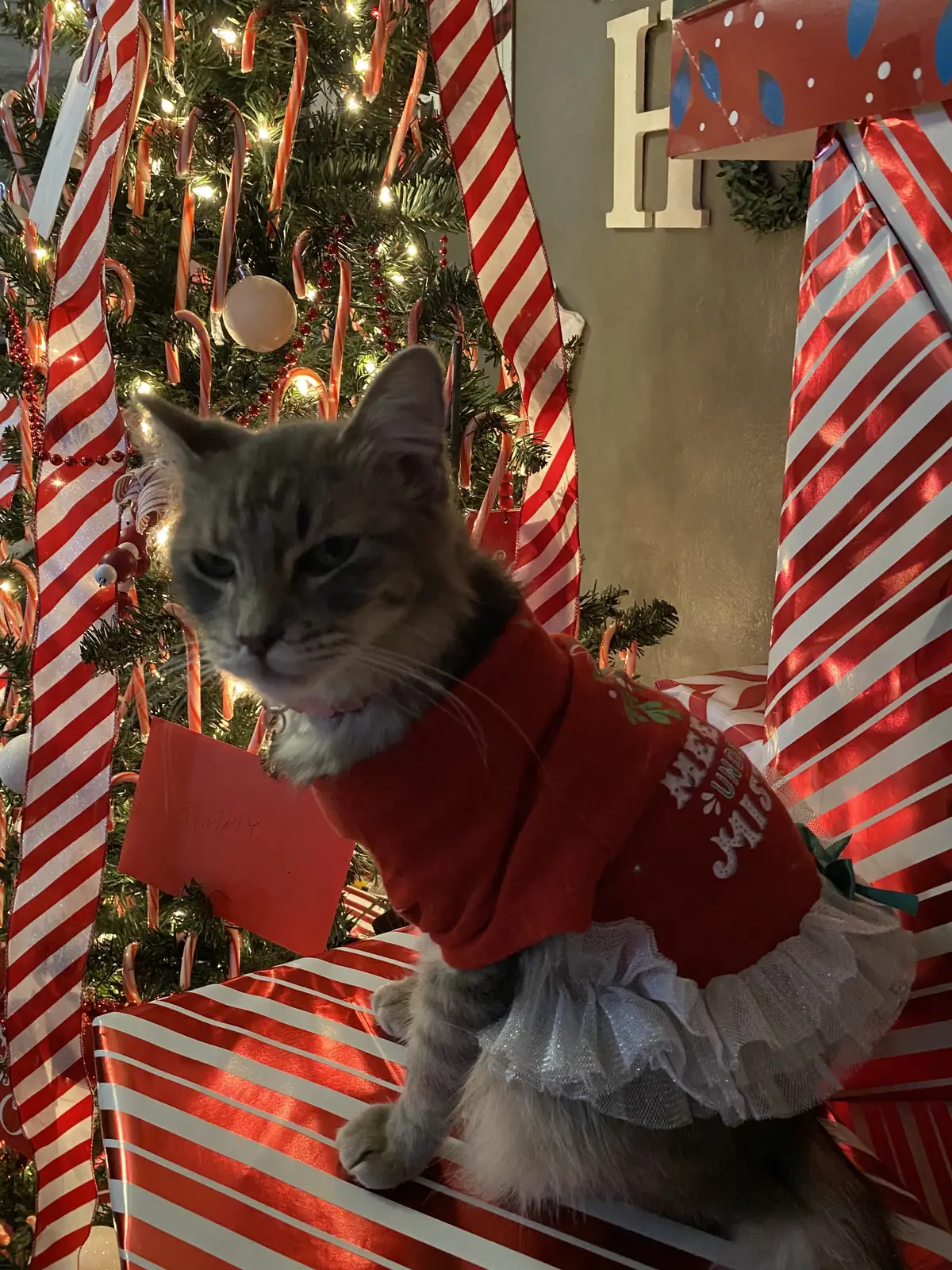 merry christmas from crockpot