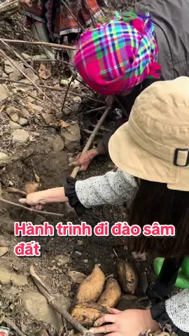 Đi theo người ta lấy củ thì mới biết miếng khoai sâm ngọt nó đã phải trải qua hành trình gian nan này #samdat #nongcamquynh