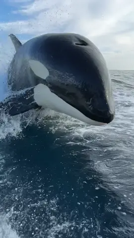 Spent Christmas with some wild Orcas today with “Gone Whale Watching” in San Diego! #orca 