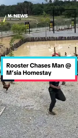 Chase until the cooking pot #mustsharenews #sgnews #sgtiktok #sgfyp #tiktoksg #malaysia #malaysiatiktok #malaysian #animalsoftiktok #rooster 