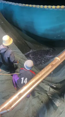 #ត្រីឆ្លាម 