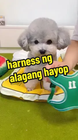 It is very convenient to use this pet backpack when taking pets out.#petbackpack #petbag #petcarrier #petnailclippers #catnailclipper #dogbackpack #catbackpack #dogbag #catbag #petsupplies #pettools #pettip #pettips #fyp #foryou #goodthing #tiktokshop #shopping #notwomcn #notwomcnph #tiktokshophappybigday #tiktokshopcrossborder_seasales 