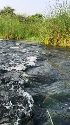 وادي بيش في الفطيحة 🤍🤍                           #جازان_الان #وادي_بيش #اكسبلورexplore❥🕊  