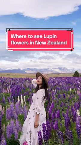 Every summer the South Island of New Zealand is filled with the beautiful sight and smell of lupins, with vast fields of flowers popping up throughout the country.  The lupin flowering season is relatively short - generally starting mid-to-late November through to early January. And here are the best places to see them flowering! Follow @tikandhini for more travel tips ✈️ #tikainnewzealand #lupinflowers #lupinnewzealand #newzealandlupins #newzealandvacations #newzealandguide #newzealandtrip #newzealandroadtrip #newzealandtravel #nztravel #nzmustdo #newzealandphotography #sydneytraveller #aussietravelblogger #sydneytravelblogger