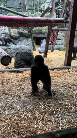 Aarde showing off his chest beat 🦍🖤 #gorilla #zookeeper #zookeeperlife #zookeepersoftiktok #ape #fyp #babygorilla 