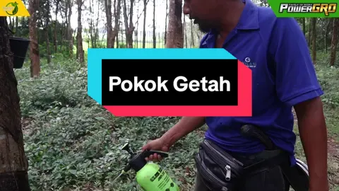 Susu Getah menitik laju dari Pagi sampai Petang #bajaorganik #bajafoliar #bajaterbaik #bajapowergro #bajabakteria #bajagetah 