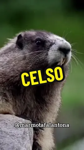 #celso #marmotacelso #marmotagritando #chamandopelonome #viral #funnyanimal #marmotafalante #nomes 