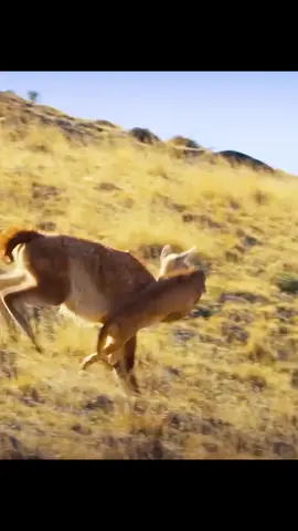 #animalworld #amazinganimals #fyp 