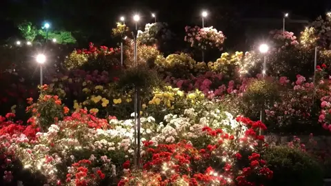 This year is almost over, so lucky that I met you @#flowers #Love #fyp #meme #tiktok #missyou 