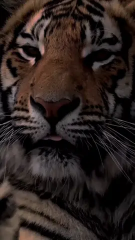 #khodam #pendamping #khodampendamping #khodamleluhur #khodammacanloreng #khodammacanputih #fypシ゚viral 