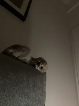 wiggle wiggle 🌀   #scottishfoldcats #scottishfoldkitten #fypシ゚viral #dabloons #scottishfold #cats #cat #kittensoftiktok #goodboi #bigmeow #clingyboi #clingypet #cutecat #clingcat #kittenvideo #kittenviral #habibicat#nekochan #neko #chubbycat #chonkyboiiii #fypシ 