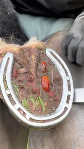 #horse #farriersoftiktok #farrier #hoof #farrierlife #hooftrim #asmr #care 