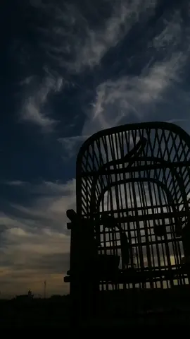 #سمير_صبيح #شعر #عراقي #بلبل #بلابل 