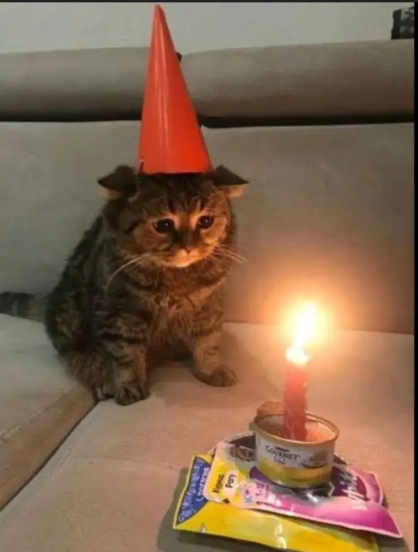 que eliges  #gatotriste #cumpleaños 