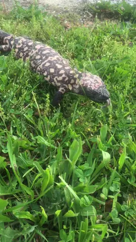 I miss having gila monsters 😩 Such cool little lizards. #fyp #foryoupage #gilamonster #venomous 