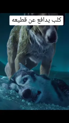 كلب يدافع عن قطيعه من الذئب#dogs #dog #wolf #dogmomlife #dogmoviescene #dogsoftiktok #movie #dogmovies 