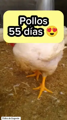 🤩 Que Cuidados tener con los pollos de engorde de 55 días 💪🏽 #pollosdeengorde #esneiderrivera #esneiderrivera #pollo #pollosdeengorde #coob500 #animalproductionconsultoria #pollos🐥 #pollos #animalprodcution #coob500 