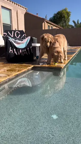 Al menos lo intentaron otra vez #parati #comedia #viral #doblaje #mascotas 