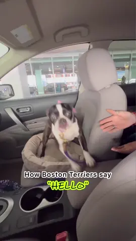 Let Me Tell You Something…🤣 #dog #dogs #bostonterrier #fyp #fy #foryou 
