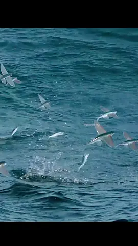 #tiktok #fyp #animals #documentary #nature #amazing #ocean #flyfish 