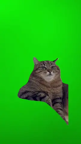 CAT MEME | GREEN SCREEN TEMPLATE #greenscreentemplate #thememelab #funny #comedy #fyp #memes #catmeme #animalmemes #funnycat