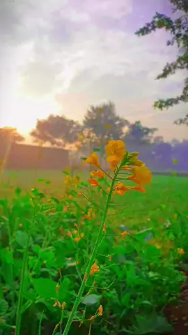 mint mint lge🔥✌🏻💓#پنڈاں_آلے_جٹ #fypシ #foryoupageofficiall 