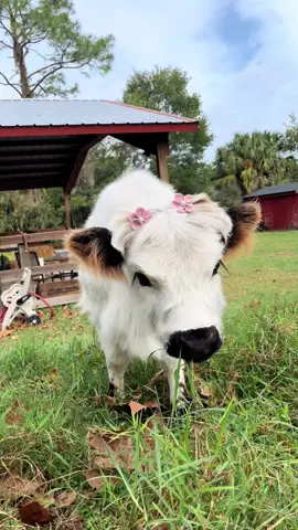 #minicow #cow #fluffycow #prettycow #fyp #fypシ #calvesoftiktok #cowsoftiktok #babycow #highparkcow #standout #animalreels #grasspuppy #elowyn #minicows 