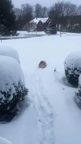 ☃️I cant stop playing in the snow‼️☃️🛷 #snow #snowplay #bulldogsledding #rollinginthesnow #bulldozer #bulldozerchallenge #fypage #foryou #fypシ #bullsogsoftiktok #bulldogs #bulldogsarebeautiful #