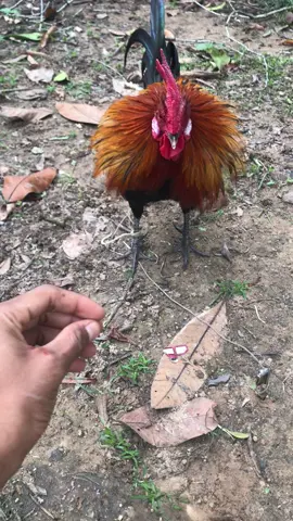 Garang sampai makan tuan 🥲#hobikampung #ayamhutan #pikatayamhutan #pikatbelukar🐔 #ayamhutanoriginal 