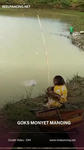 Goks monyet mancing#reelpancing #mancing #fishing 