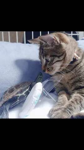 2023年まとめ🐱🐢🛹 #猫と亀 #笑ったらチャンネル登録 #クサガメ #クサガメ軍曹 