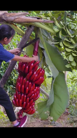Harvesting Red Bananas Goes to the market sell #fruit #harvest #garden 