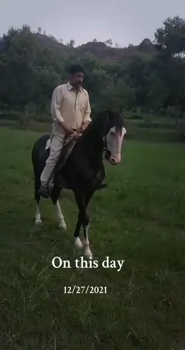 #onthisday #گھوڑے_شوق_نواباں_دا🐴 #گھوڑا_رکھنا_سنت_ہے #blackhorselackhorse #horselover #villagelife #khuiratta #onthisday #whitehorse @Haسan sherazi 514 @شابی چوھدری 🚩 @novaa bonita🐒 @Ch Ahsan Gulzaib 