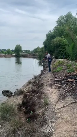 #mancing #mancingmania #fishing #sportfishing #castingfishing🎣 #casting #empang #sarla #kakap #baramundi #mangrovejack #blackbass  #fyp #fypシ #fypシ゚viral 