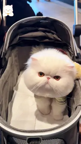 Love cat so cute #fouryou #pet #funny #cutpet #cat #lovecatsoftiktok #catlifestyle 