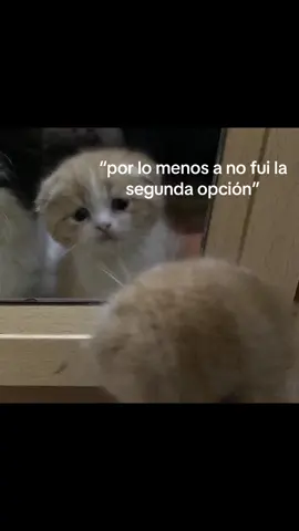 por lo menos no fui ma segunds opcion #flacanomeclavestuspuñalesporlaespalda #yo #identify #identificarse #tiktok #español #andrescalamaro #gato #triste #textoblanco #textorojo #textorojoparaidentificarse @TikTok @TikTok en español 