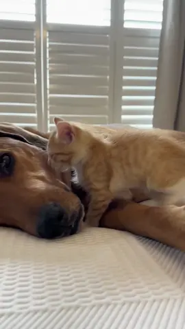 my best friend ❤️❤️❤️#pet #dog #cat #cute #viaral #catsoftiktok #dogsoftiktok #foryou #trending #CapCut 