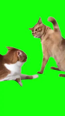 Green Screen #greenscreen #greenscreenvideo #chromakey #cat #cats #catmeme #catmemes #catmemesdaily