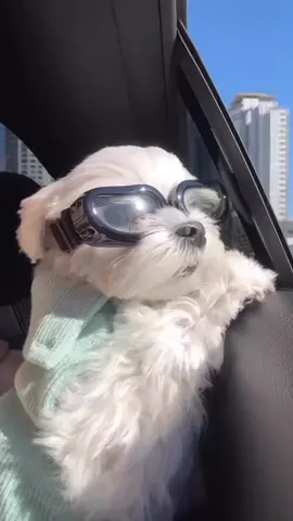 The goggles😂🐶 🥰tag your friends🥰 Follow us @maltesecutes Follow us @maltesecutes ...................................... ...................................... 🎥merr_y_j #maltese #maltesers #malteseofficial #maltesebaby  #maltesepup #maltesedog #maltesefamily #malteses #malteseoftheday #malteseinstagram  #maltesepoodle #malteser  #malteseterrier #maltesenation  #malteselove #malteselovers  #malteselover #malteseworld  #maltesemix #maltesecutes #maltesegram #esmaltesecores #maltese101 #malteseshihtzu  #maltesel